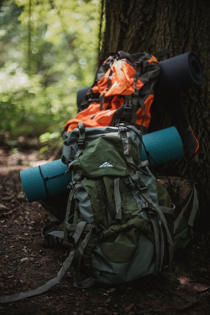 Bright rucksacks with rolled mats on pathway near tree trunk in summer woods in daytime